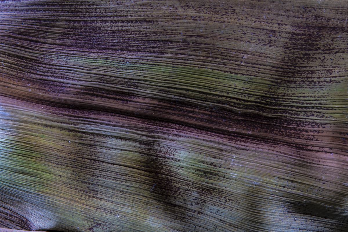 Fotografia Textura 33